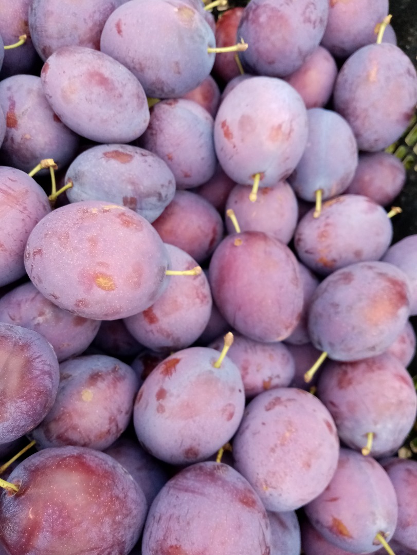 I will sell the president plum now or in a month