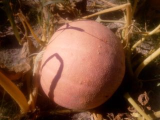 I will sell Bambino and Melon Yellow pumpkins weighing