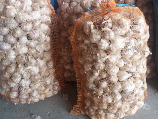 I will sell winter garlic of the Old Polish