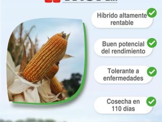 Tropi corn 101(7 to 12) ton/ha and agri144(3 to