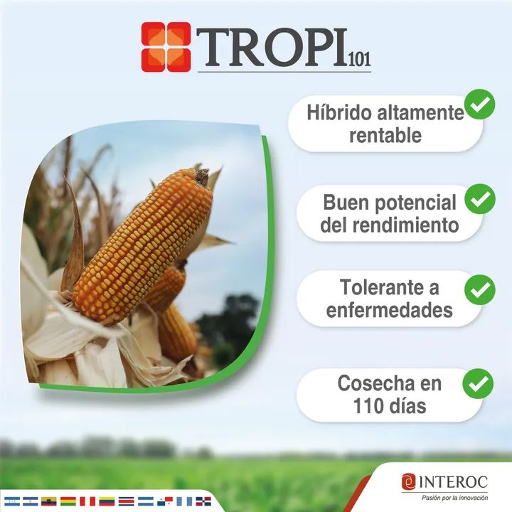 Tropi corn 101(7 to 12) ton/ha and agri144(3 to 4) ton/ha for planting agricomseeds paraguay,venezuela,brazil,peru,colombia ecuador - /