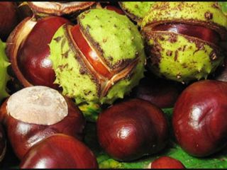 I am selling ecologically clean chestnuts (Aesculus hyppocastanum).For more