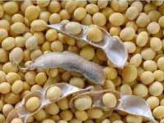 We purchase soybeans from the warehouse, field, and elevator.