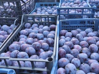 Prune president quality 1