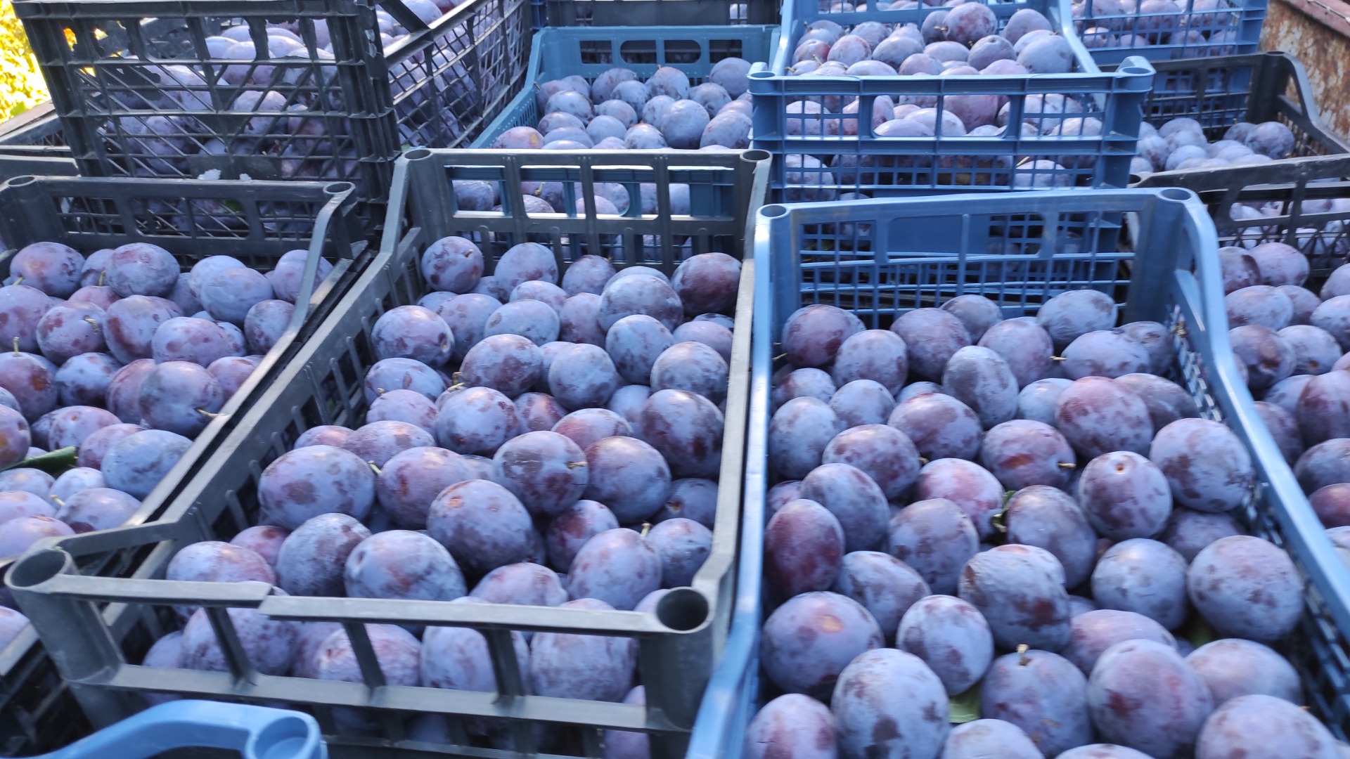 Prune president quality 1