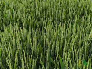 Very high and stable yield at both agricultural engineering