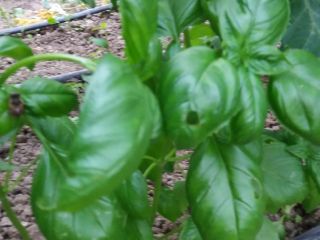 Genoese basil for sale, grown in a protected area.