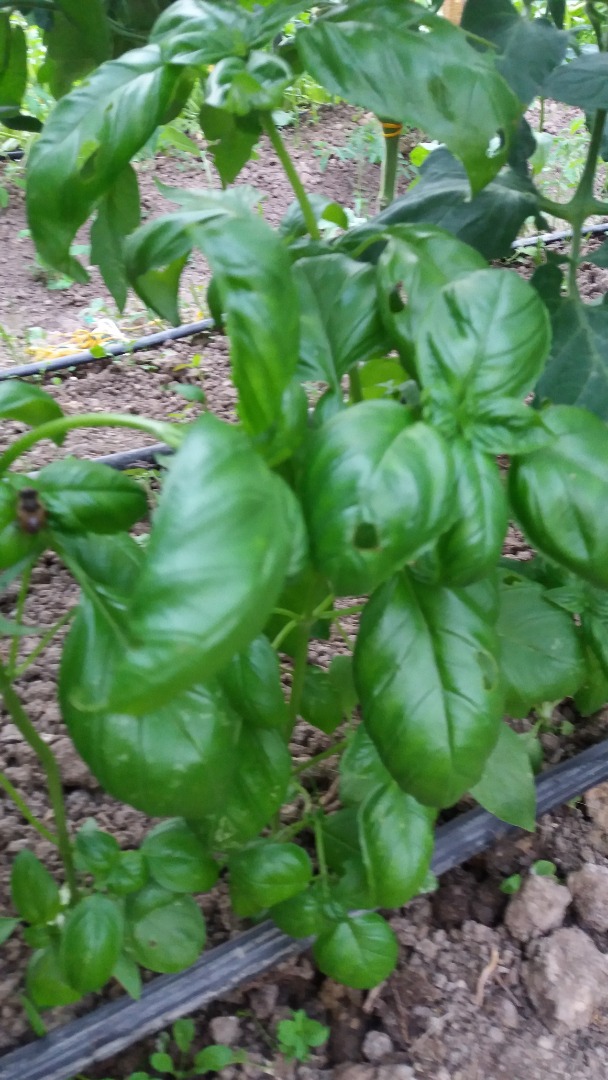 Genoese basil for sale, grown in a protected area