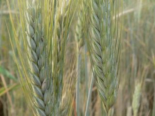 MELOMAN triticale Meloman winter triticale is a variety registered