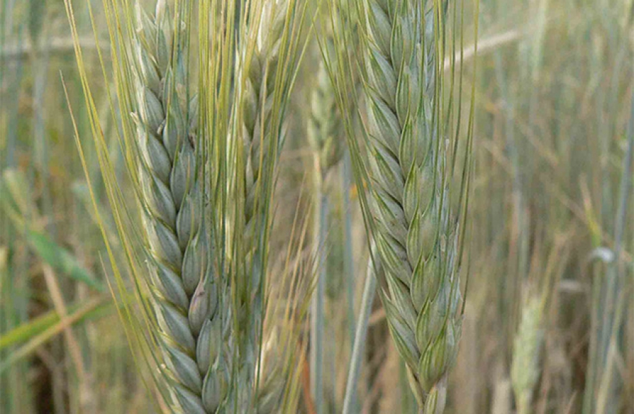 MELOMAN triticale Meloman winter triticale is a variety registered in Poland since 2014