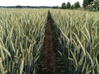 BELCANTO triticale • No. 1 yielding in Poland and