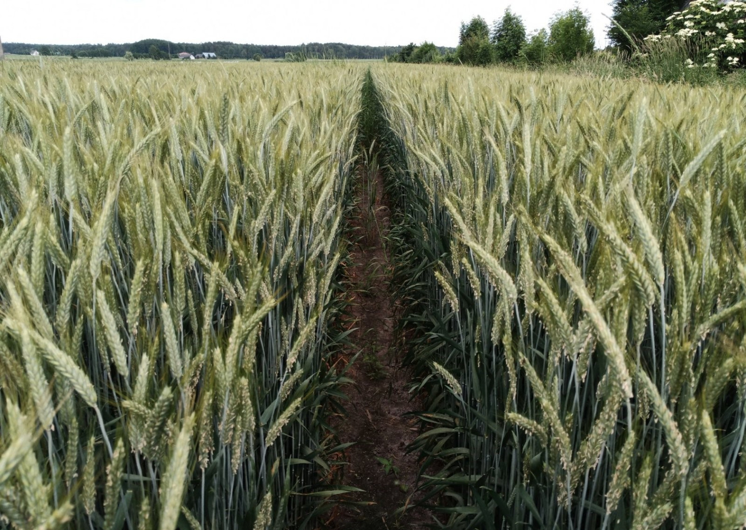 BELCANTO triticale • No
