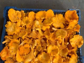 We are interested in fresh/dried/frozen chantarelles Email