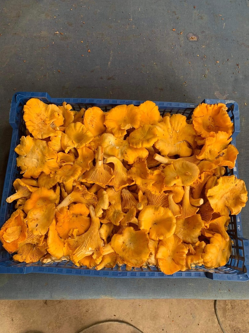 We are interested in fresh/dried/frozen chantarelles Email