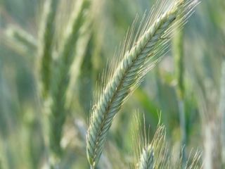 Rye TUR • coarse grain with a good uniformity