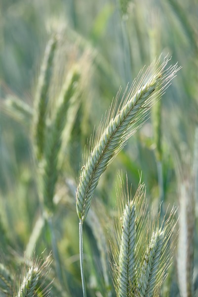 Rye TUR • coarse grain with a good uniformity and low content of residue • exceptional quality of the grain, useful for milling and baking purposes • no
