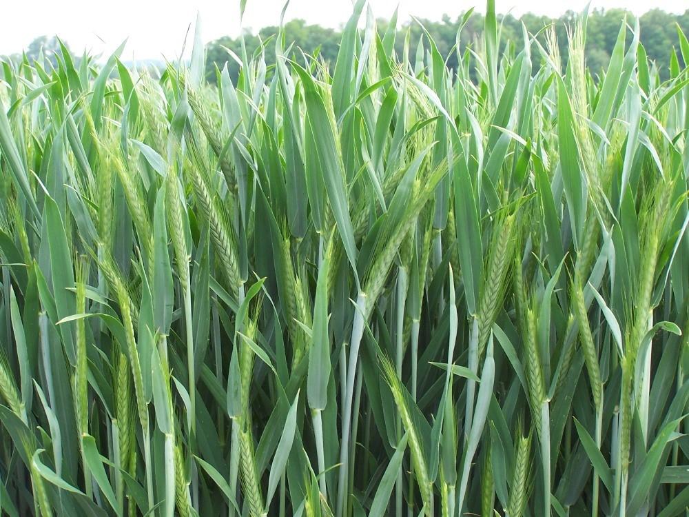 GRANAT population rye • Population rye variety of exceptional fertility, also in monoculture