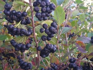 I will sell organic chokeberry. Nice big fruit.
