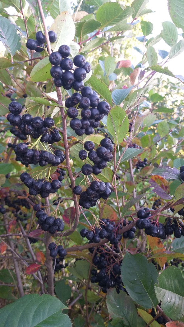 I will sell organic chokeberry