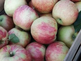 Hello! We are apple producers from Macedonia, the land