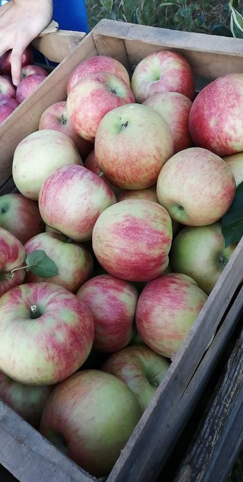 Hello! We are apple producers from Macedonia, the land of sun and tastiest fruits