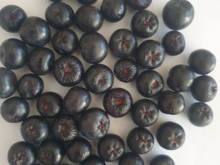 SUPER FRESH AND NATURAL ARONIA FRUITS FROM THE PLANTATION