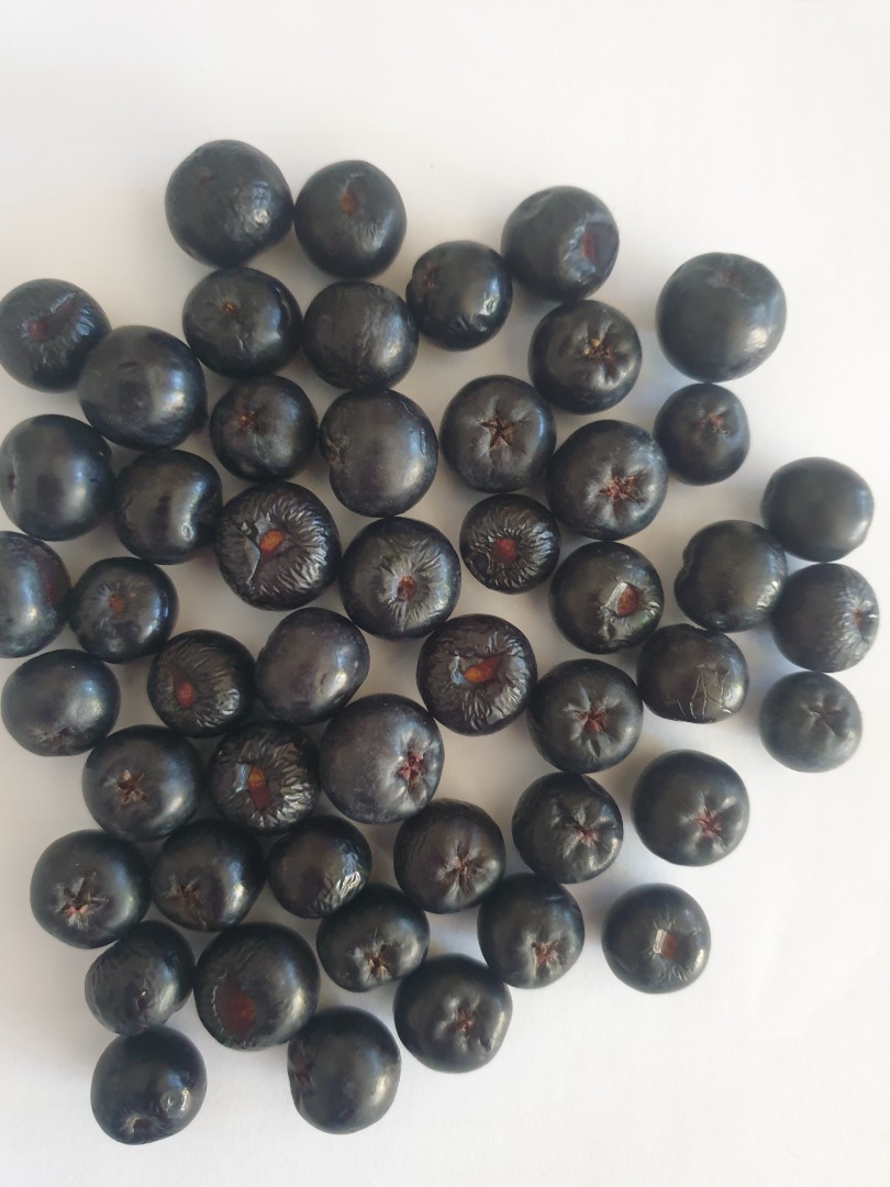 SUPER FRESH AND NATURAL ARONIA FRUITS FROM THE PLANTATION AT PRODUCER PRICES, HEALTH AND PURITY WE ARE WAITING FOR YOU CONTACT DETAILS / OR email