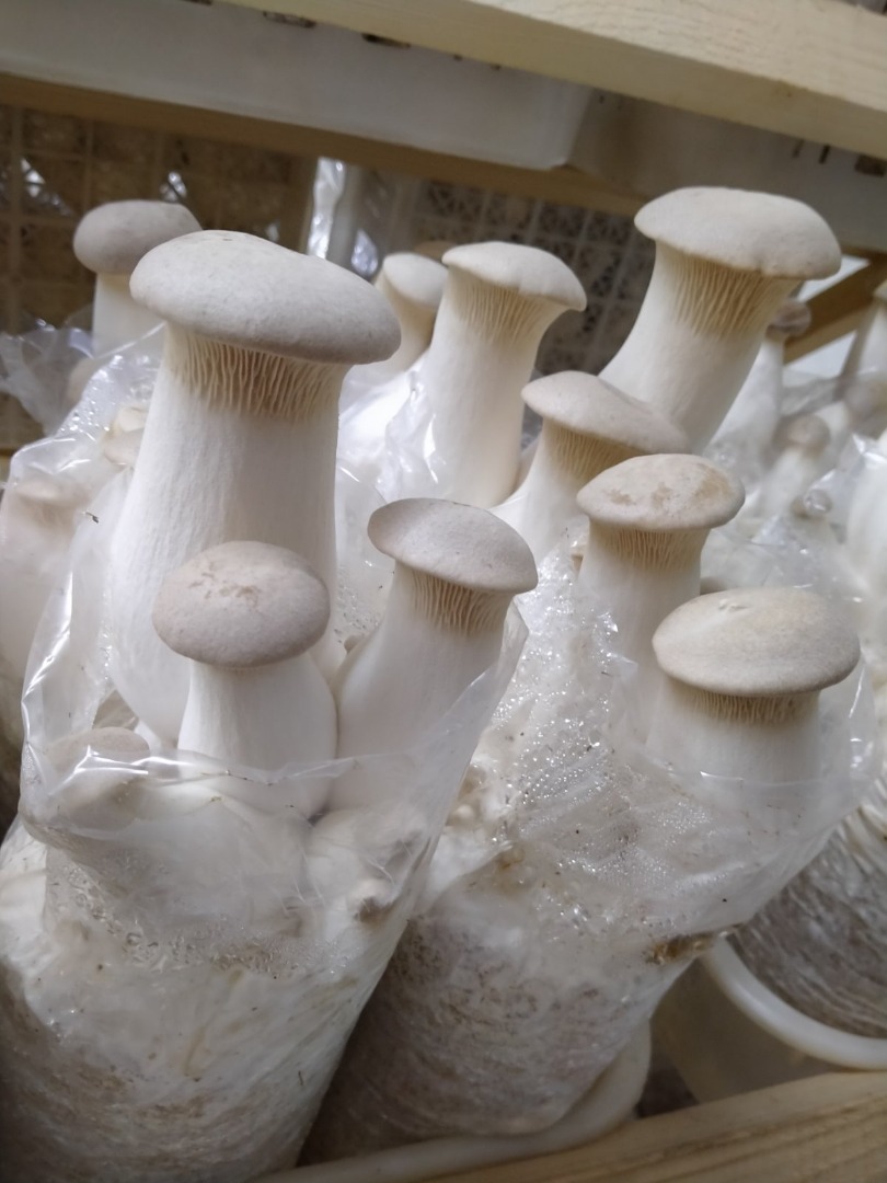 We represent the Ukrainian private enterprise "Esthetic Foods", our company has been engaged in the industrial cultivation of fresh Eryngii mushrooms