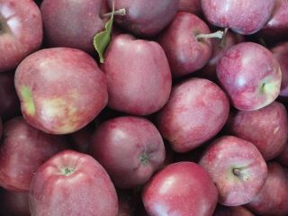 I will sell 20 boxes of apples from the