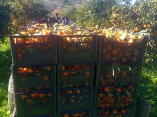 WE SELL CLEMENTINE FROM THE PIANA DI SIBARI