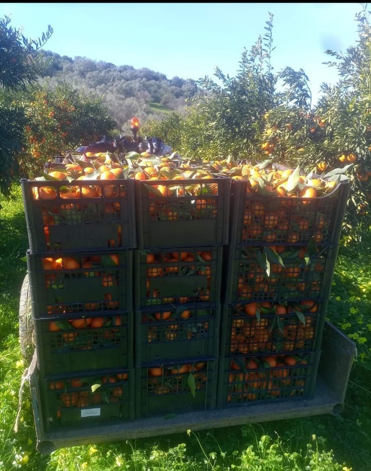 WE SELL CLEMENTINE FROM THE PIANA DI SIBARI