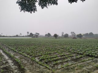 Fresh cauliflower are available directly from farmer