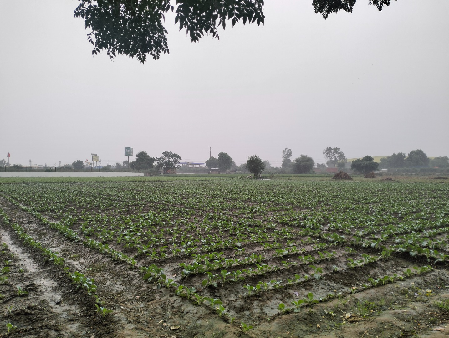 Fresh cauliflower are available directly from farmer