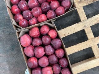 Apple all variety: red delicious, grenny smith, mutsu, idared,