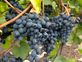 For sale table grapes of own production, Moldova variety.