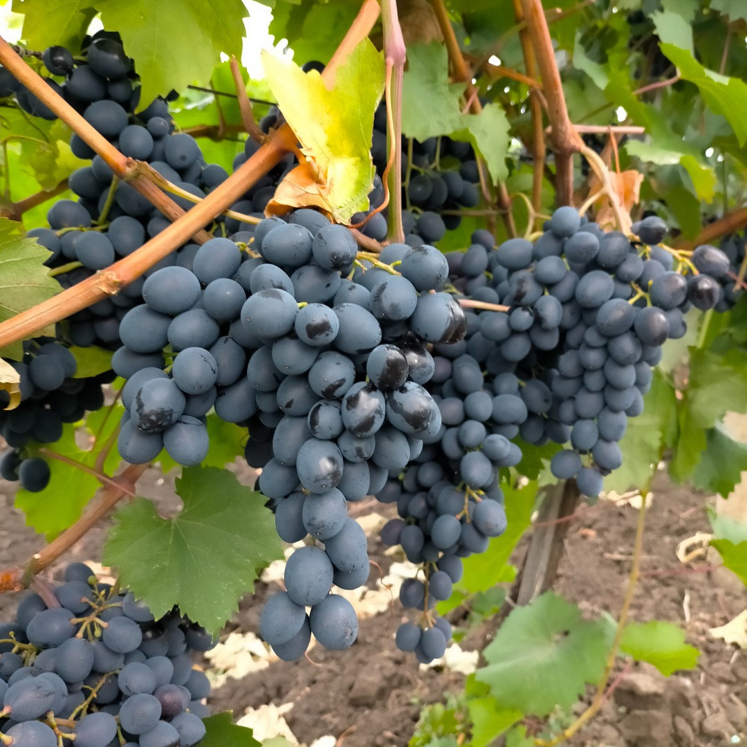 For sale table grapes of own production, Moldova variety