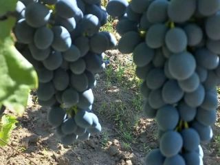 Fresh and very tasty grapes!
