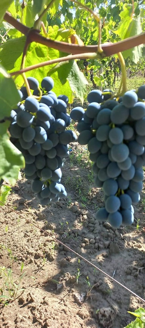 Fresh and very tasty grapes!