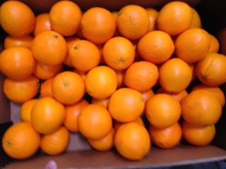 navelina oranges directly from the owners without intermediaries waxed