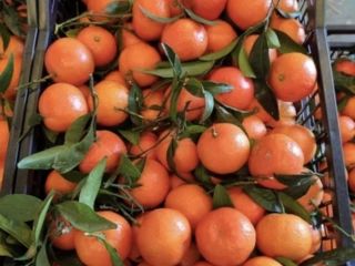 sale of Spanish tangerines directly from the owner without