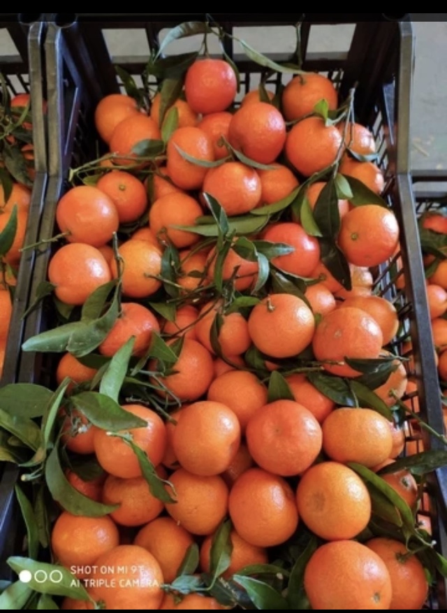 sale of Spanish tangerines directly from the owner without intermediaries clemtina clemenvilla okitsu seedless waxed calibrated in boxes of 14 kg can be