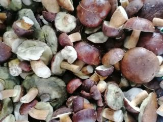 I will sell fresh mushrooms from Bory Tucholskie. Welcome.
