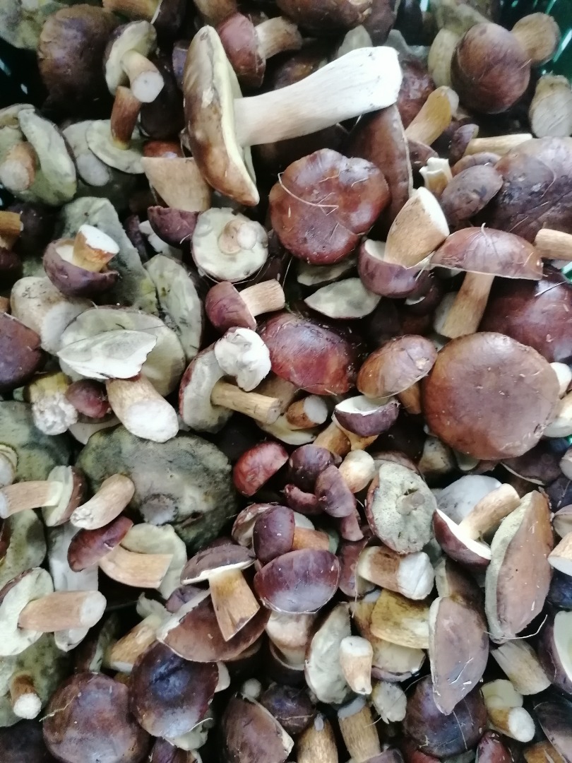 I will sell fresh mushrooms from Bory Tucholskie