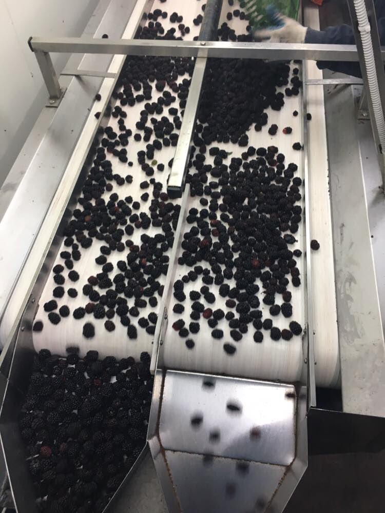 Original super quality frozen blackberry