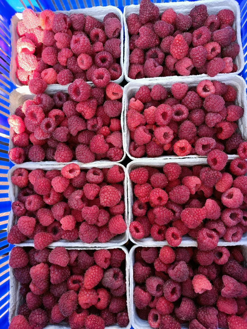 I will sell raspberries from my own plantation, ecological sweet harvest to order