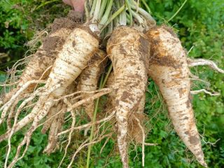 I will sell late Olomouc parsley