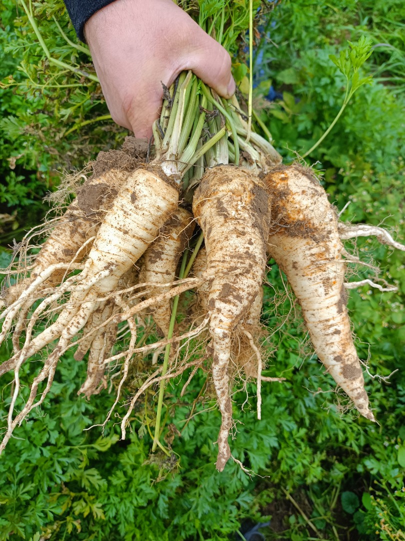 I will sell late Olomouc parsley