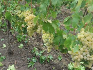 I am selling quality table grapes, White variety of