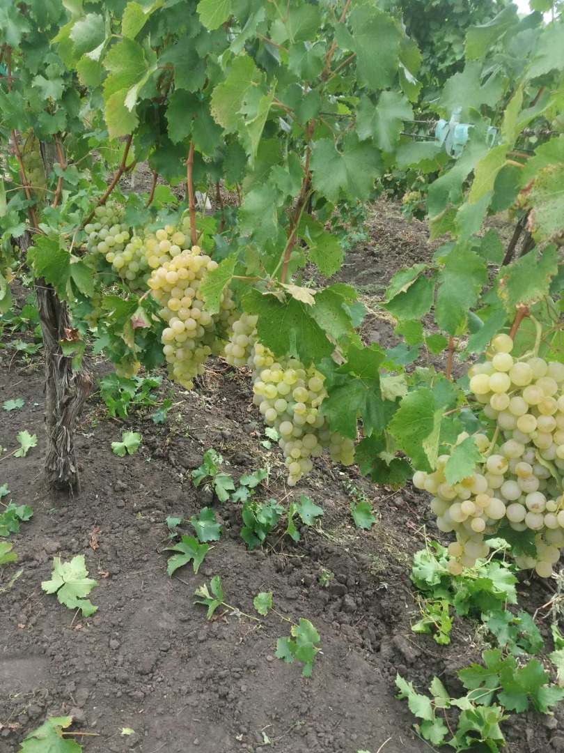 I am selling quality table grapes, White variety of Suruceni