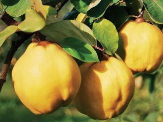We sell quinces